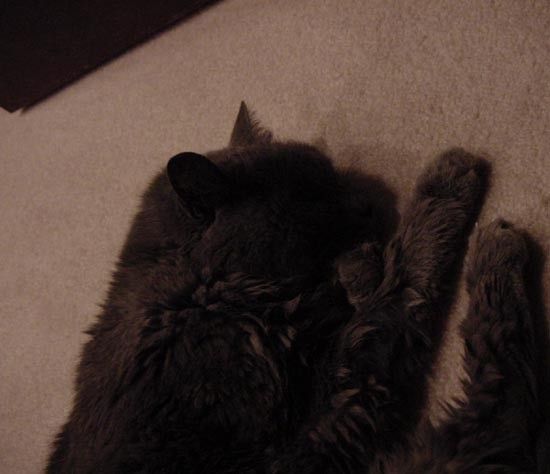 full_271c4234d9e8a87.jpg, Kitty Nap