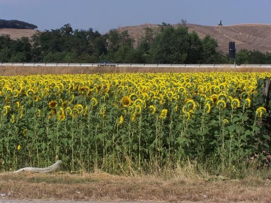 full_318efce55a2bc3b.jpg, Sunflowers
