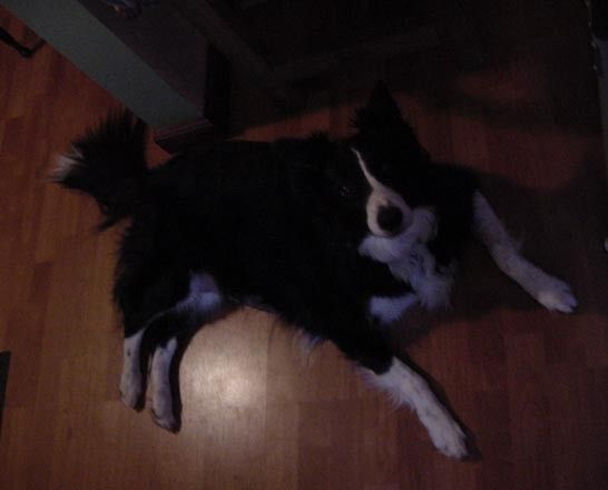 full_d9e2cf724f0f4ec.jpg, Chemo the Wonder Dog