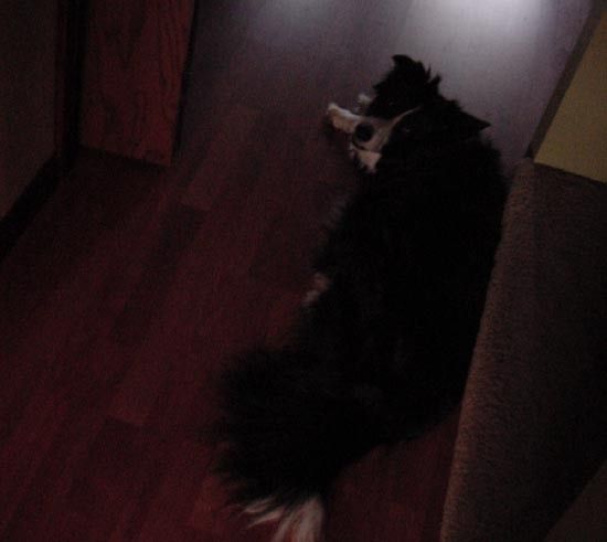 full_00067fa5824945e.jpg, Pookie