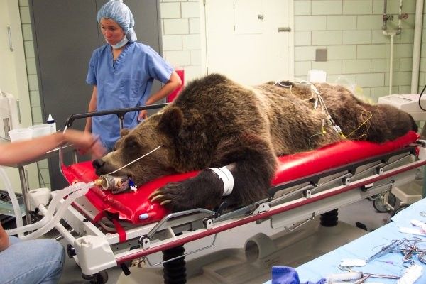 full_208e032f6d0bca6.jpg, Bear Surgery