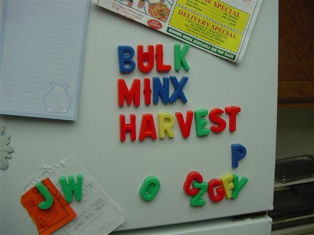 full_7a8c34e7116fafb.jpg, Bulk Minx Harvest