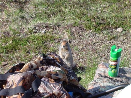 full_f8e156d875212dd.jpg, Greedy Squirrels