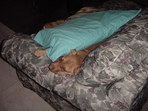 full_b53ac39a9c7e30b.jpg, Lazy Dog